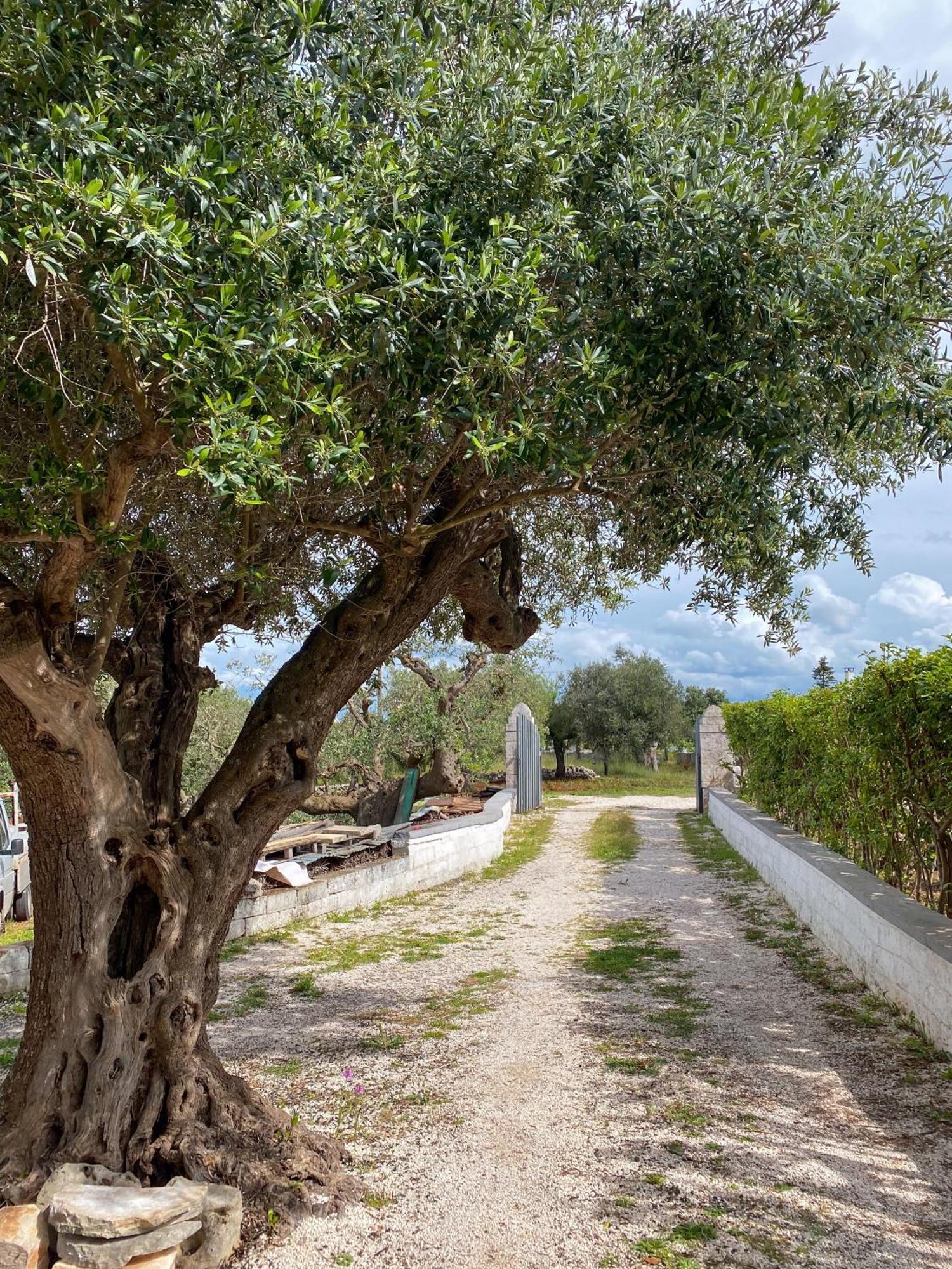 Apartament Trullo Pinto Locorotondo Zewnętrze zdjęcie